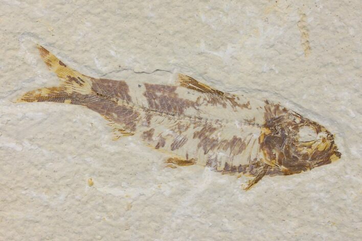Bargain Fossil Fish (Knightia) - Wyoming #150578